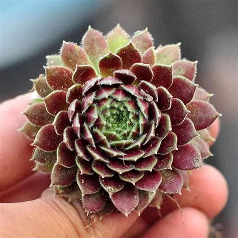 屋頂長生花|長生草屬 (Sempervivum)